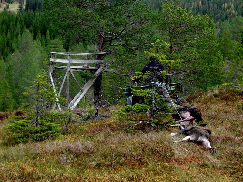 2004 Transport to elg_3.jpg - Okse og kalv under slep bak sekshjulingen